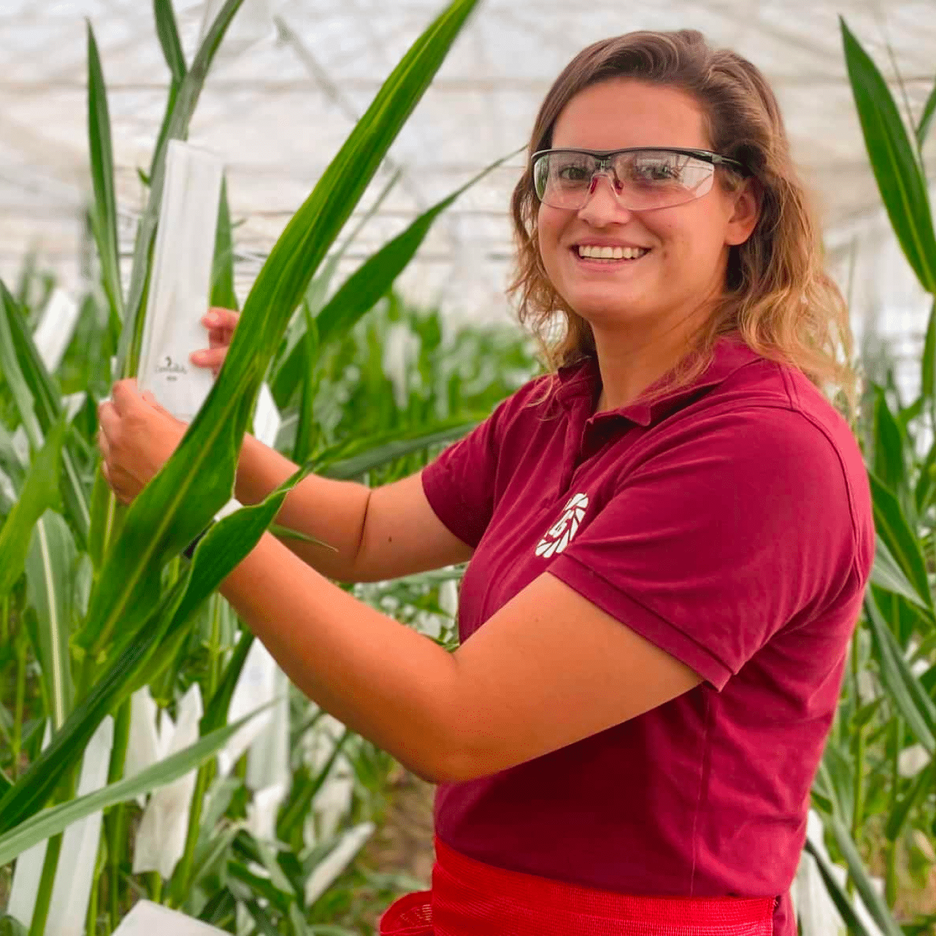 case - een collega van Limagrain staat tussen het graan